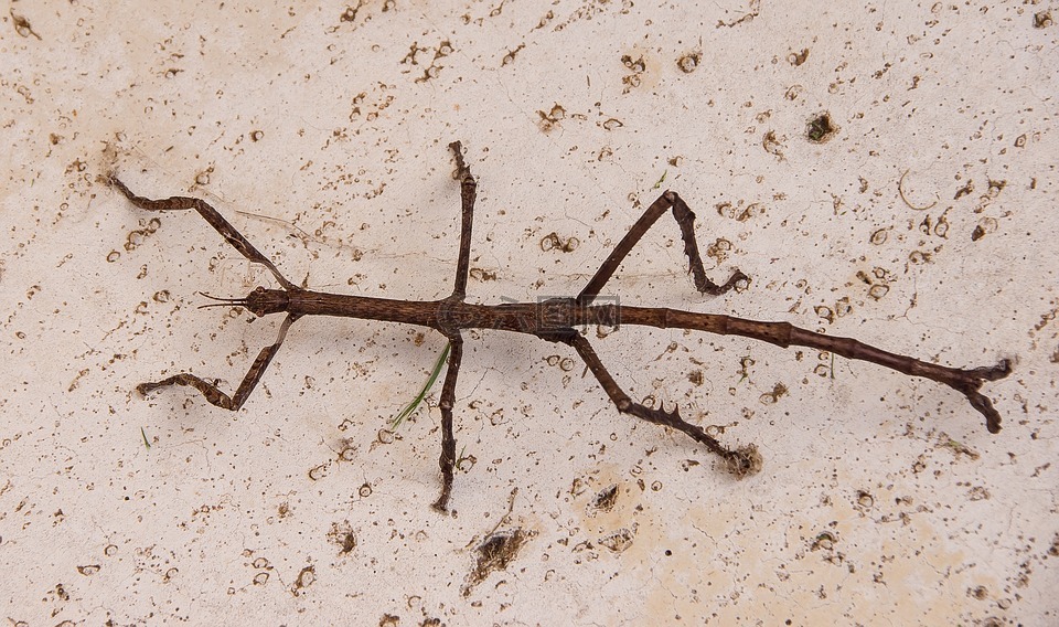 土卫六竹节虫,竹节虫,昆虫
