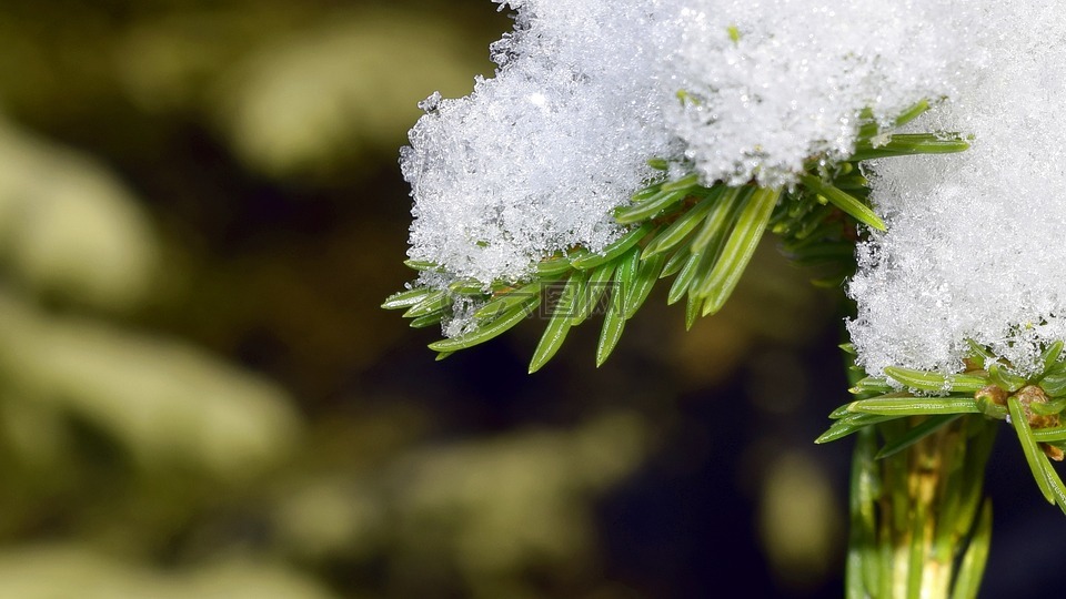 松,冬季,雪