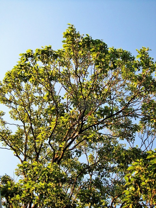 树,日本葡萄干,分支机构