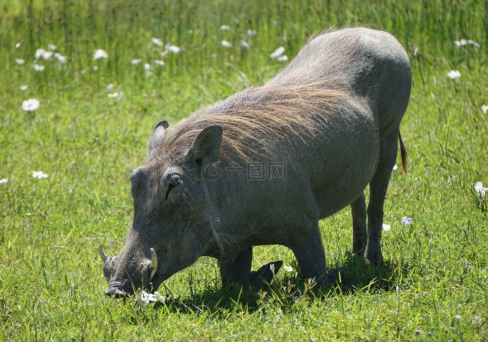 疣猪,格雷厄姆斯敦,非洲
