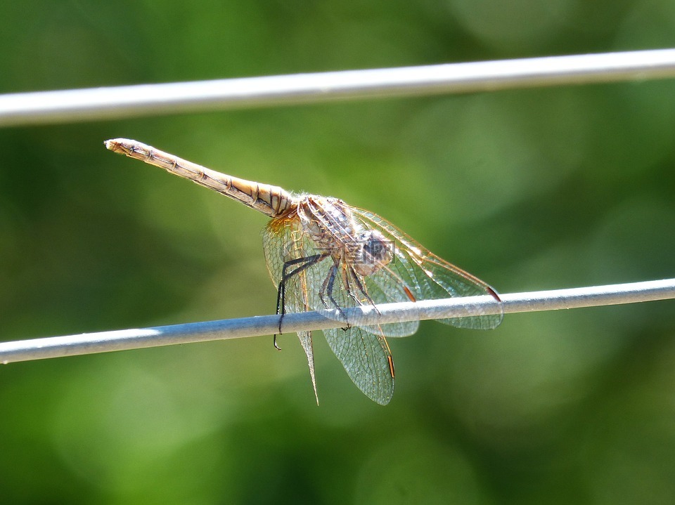 蜻蜓,电缆,电线