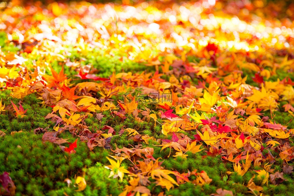秋季,叶,季节性