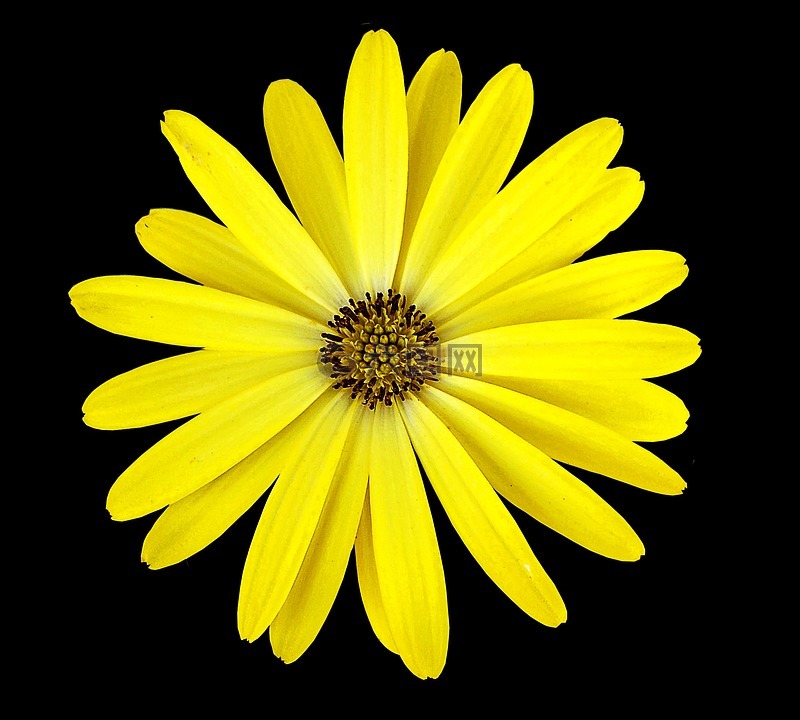 黄色花,黑色背景,花