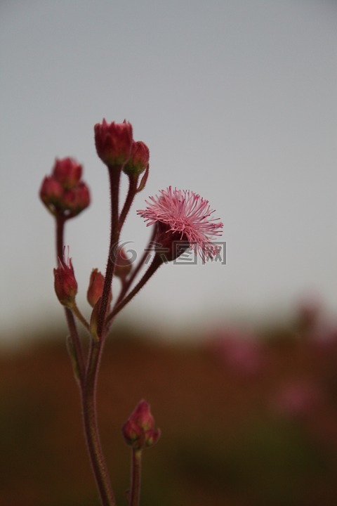 花,日落,景观