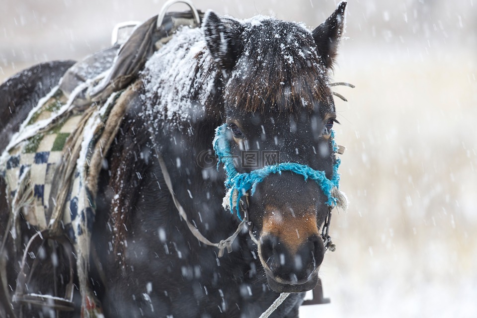 在冬天,马,降雪