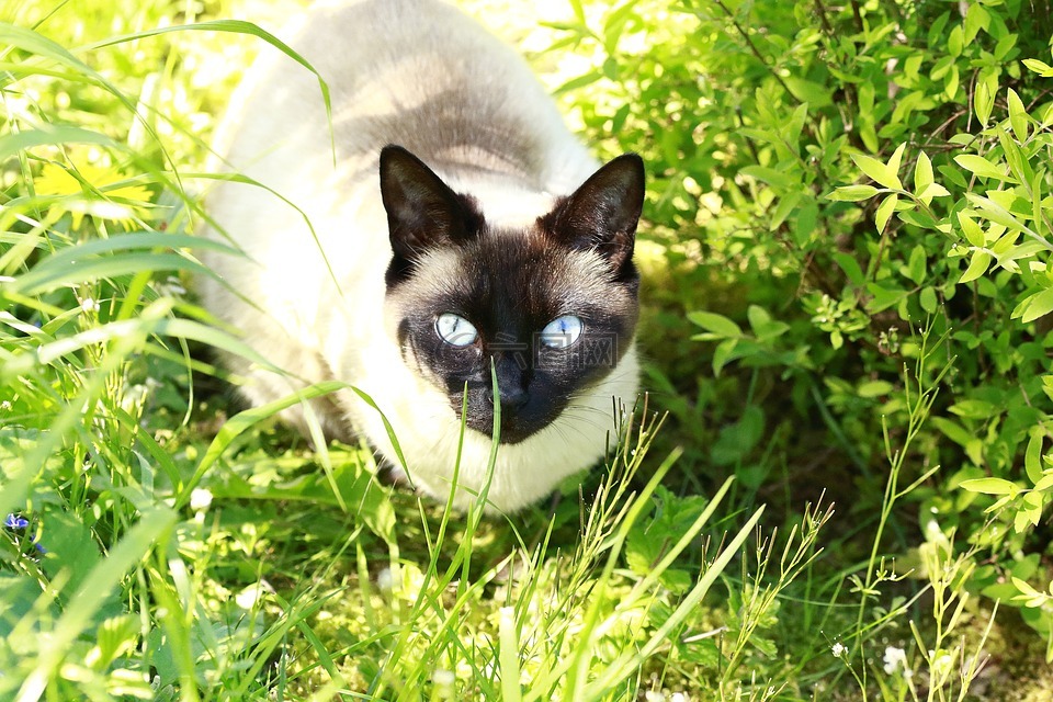 猫,蓝色的眼睛,蓝色