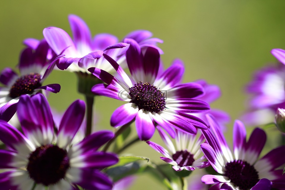 鲜花,紫色,白