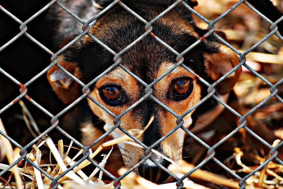 动物福利,狗,监禁