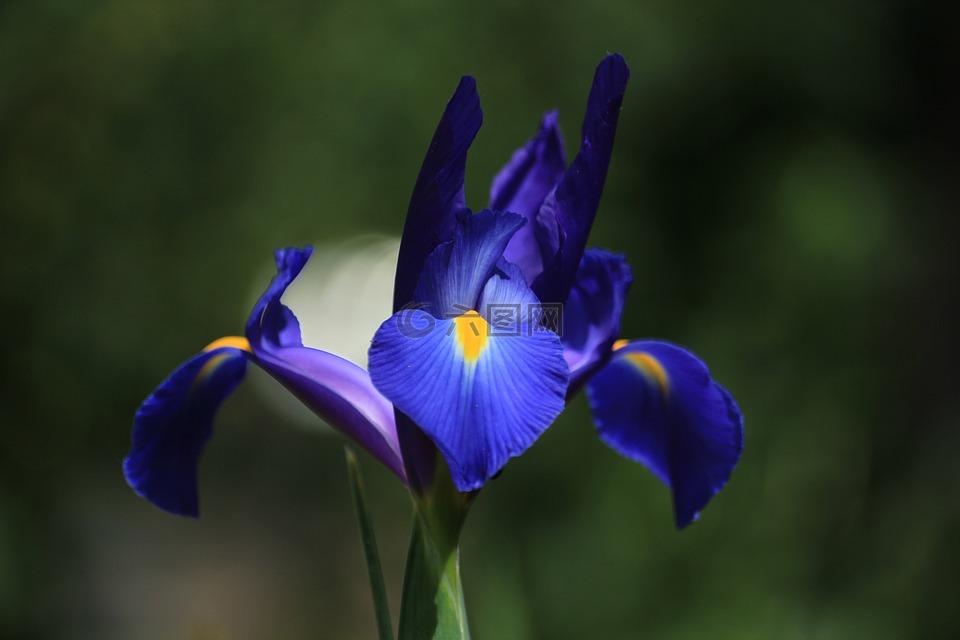 花,鸢尾花,蓝色