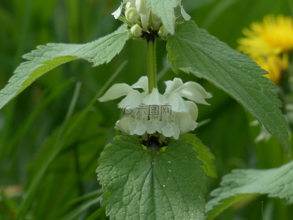 白色 deadnettle,死荨麻,花