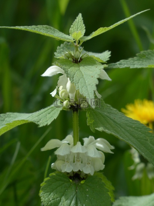 白色 deadnettle,死荨麻,花