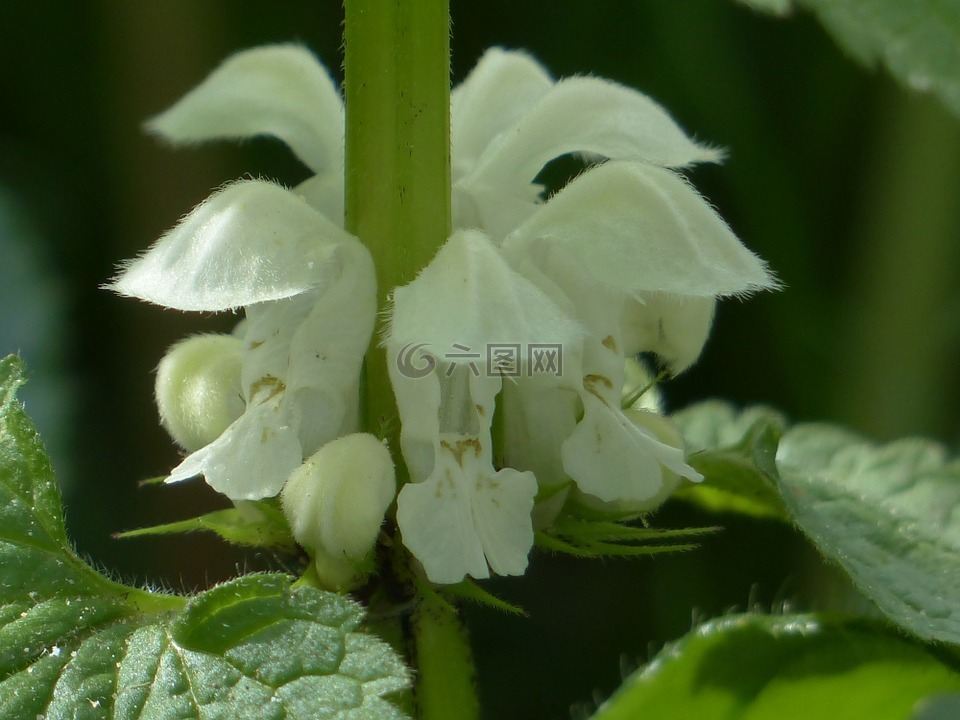 白色 deadnettle,死荨麻,花