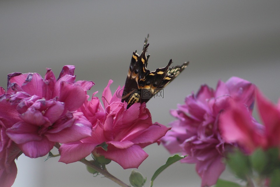 蝴蝶,花,夏天