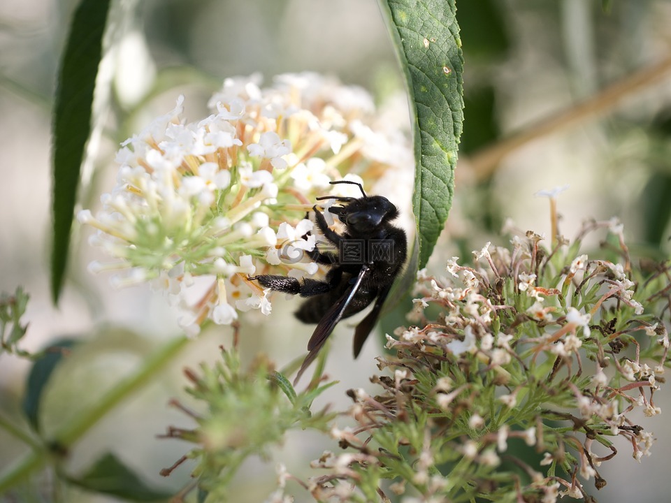 蜜蜂,xylocopa织培养的组织培养,蜂蜜
