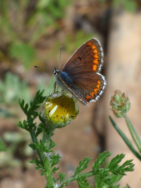 蝴蝶,aricia cramera,布鲁内特