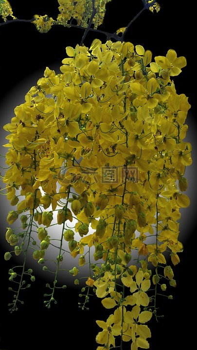 黄色 ipê,花卉,巴西