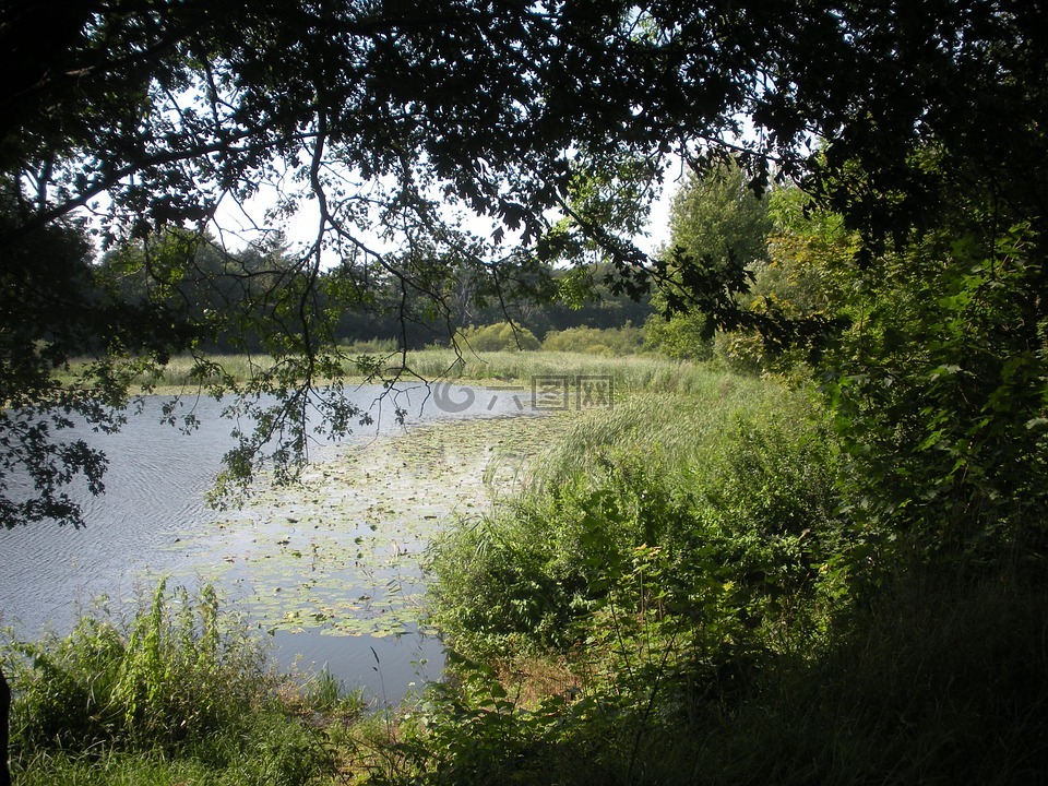 湖,池,风景