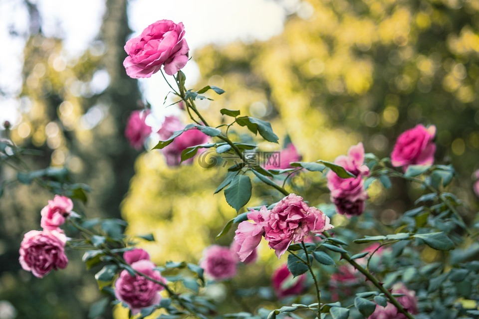 花园,粉红色,玫瑰