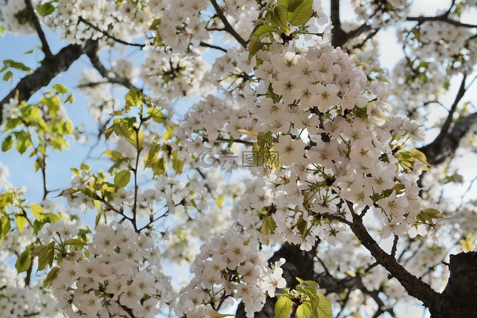 樱桃树,樱花盛开,春天的花朵