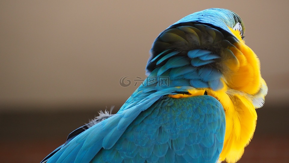 金刚鹦鹉,蓝色,黄色