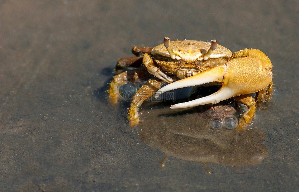 蟹,甲殼動物,海