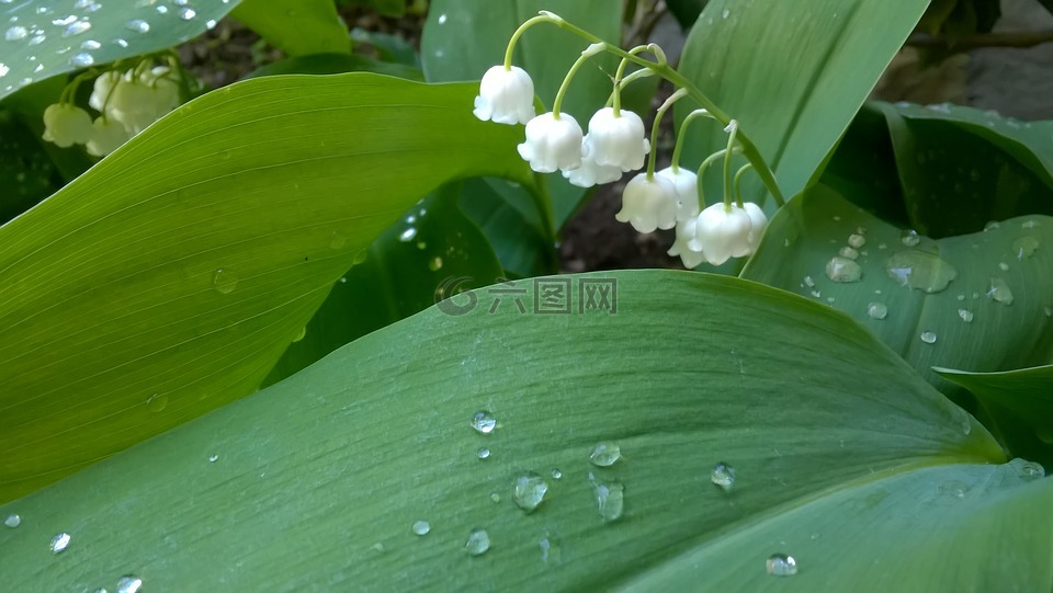 莉莉山谷,鲜花,叶子