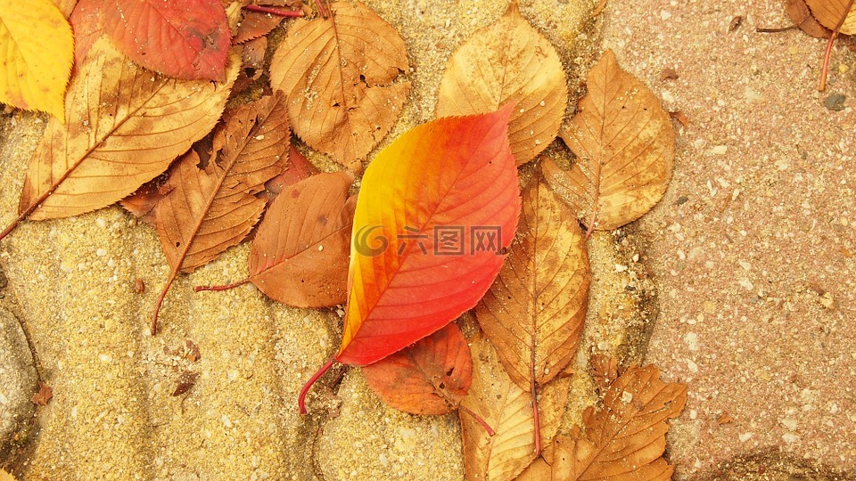 秋天的树叶,街,树叶