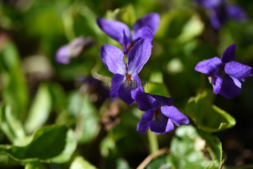 春天的花,早布卢默,紫