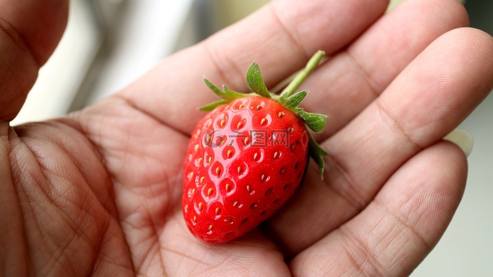 草莓,手,農作
