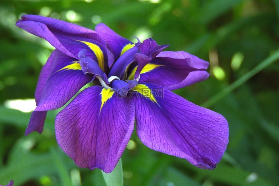 鸢尾花,植物,紫色