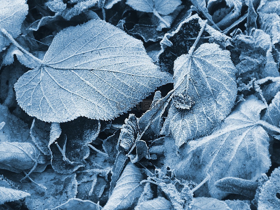 冰,叶子,蓝色
