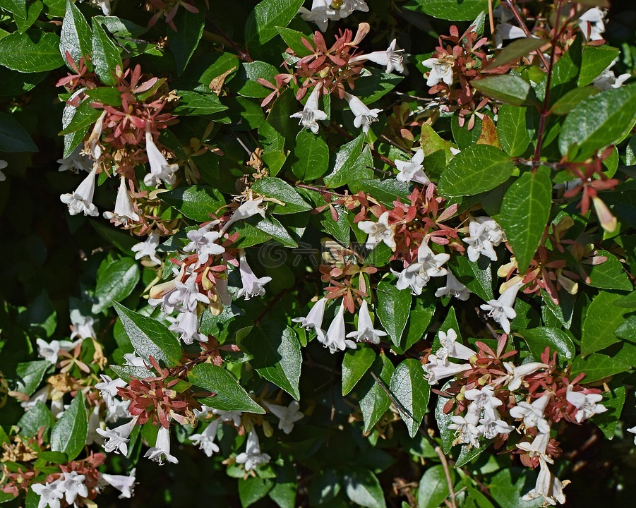 六道玉兰,花,开花