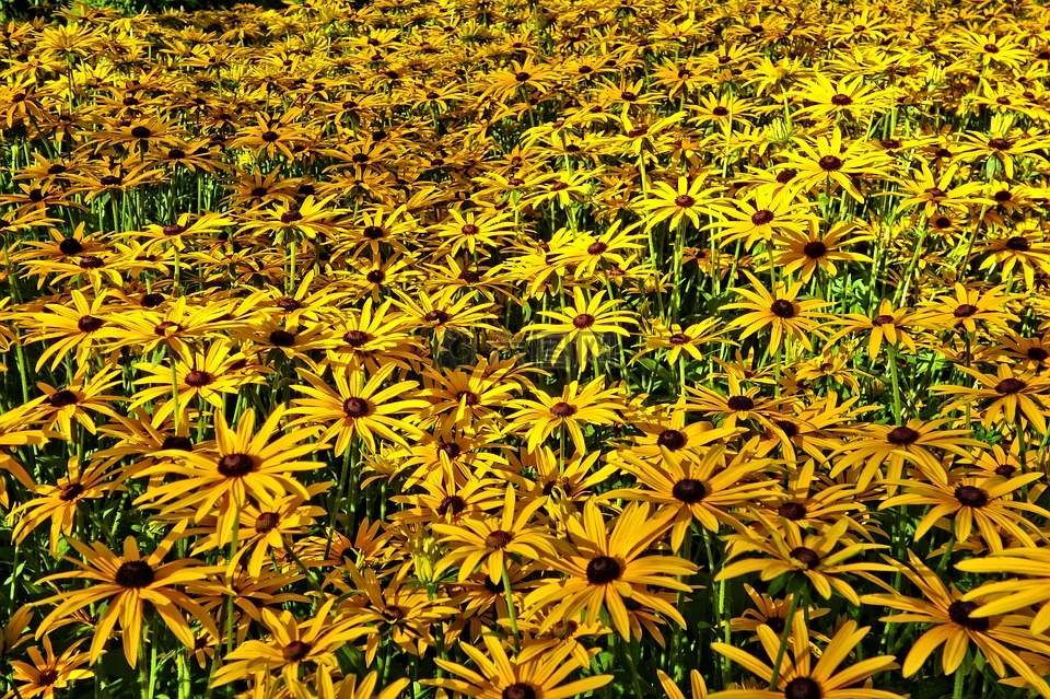 锥花,黄色锥花,花