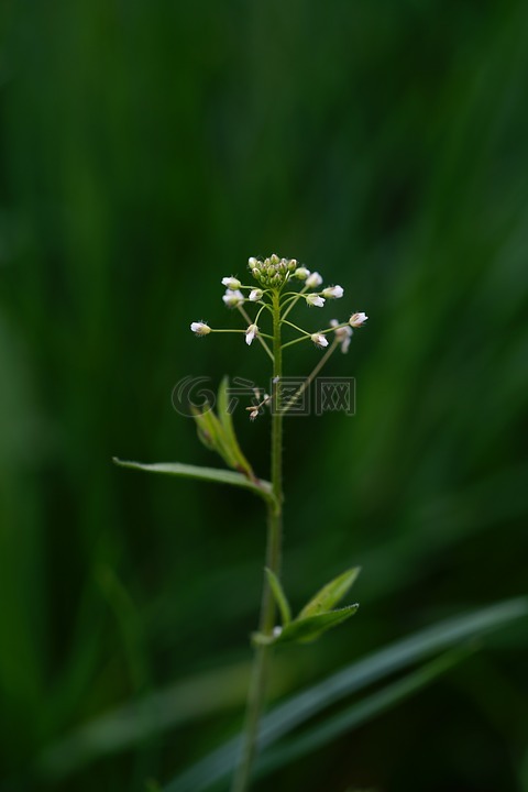 荠菜,花,开花