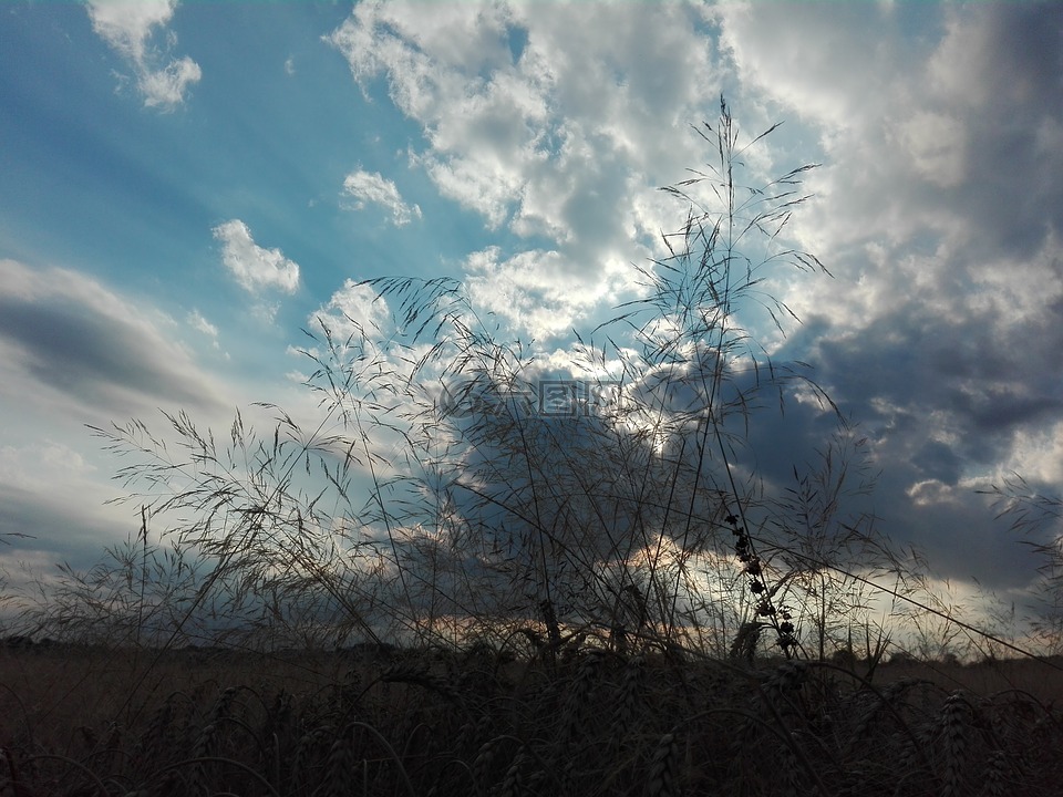 景观,天空,草地