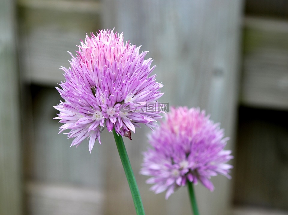 韭菜花,花的,盛开