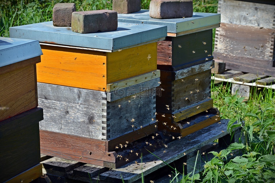 蜜蜂,蜂箱,在anflug