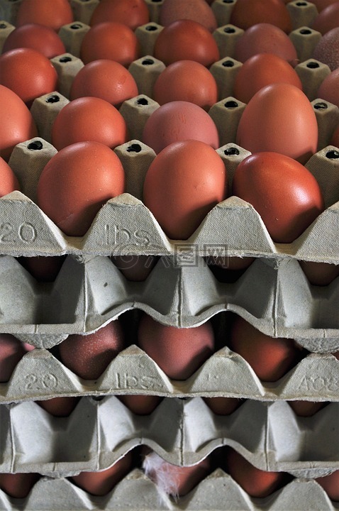 蛋,鸡鸡蛋,鸡蛋