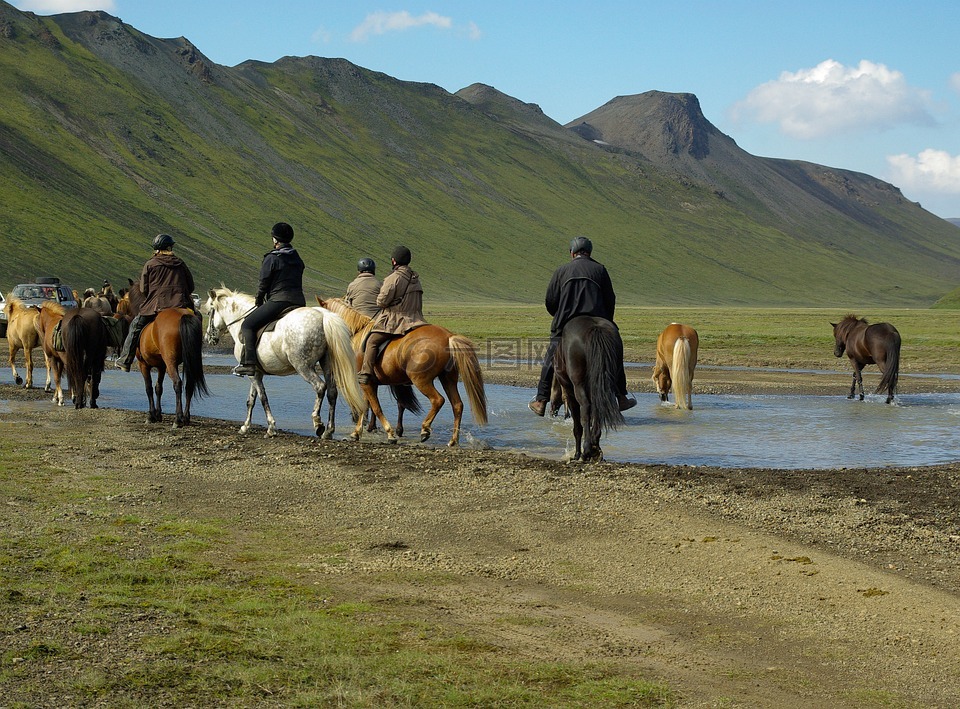 冰岛,马,车手