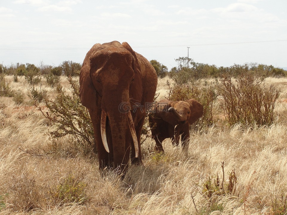 野生动物园,肯尼亚,大象小牛