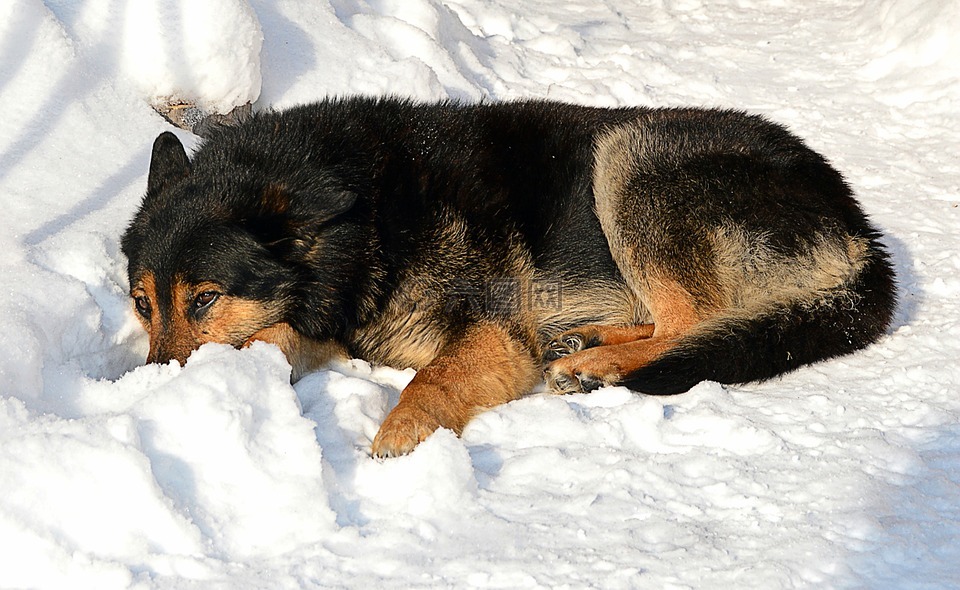 狗,冷淡地,冬季