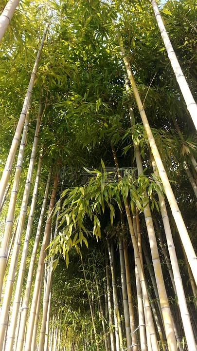 大自然,竹,森林
