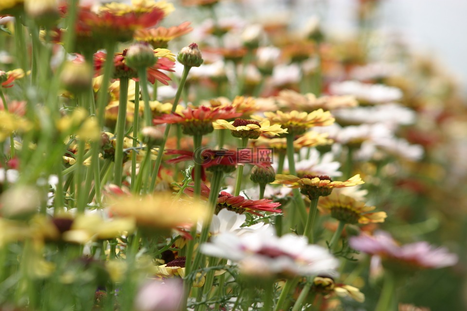 夏季鲜花,什锦的花,farbenpracht