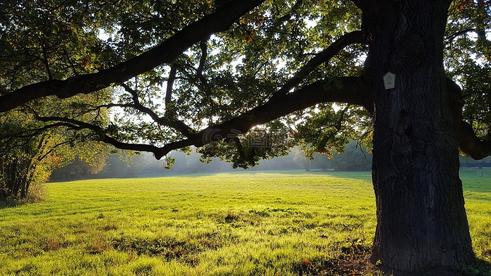 公园,草地,树
