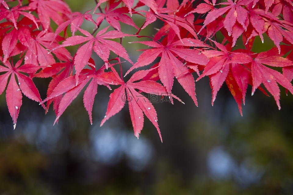 秋天的樹葉,秋季,紅色