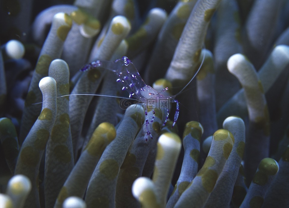 海葵虾,米兰岛,泰国