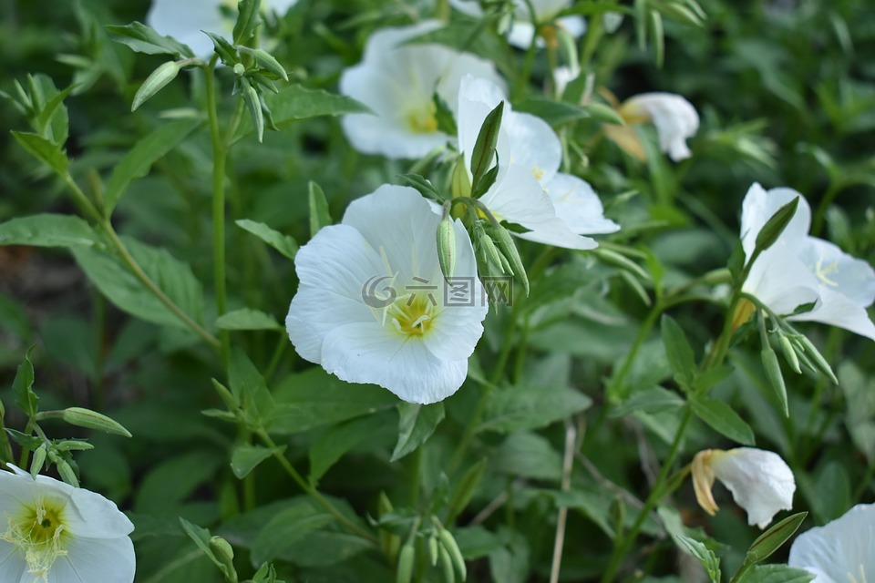 花朵 白色花 植物高清图库素材免费下载 图片编号 六图网