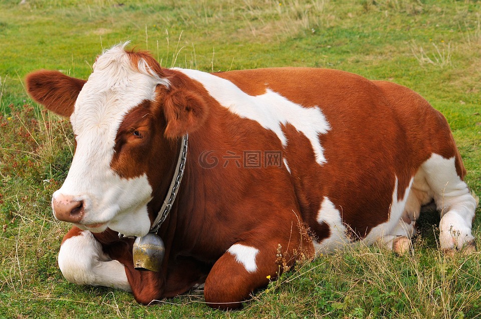 牛,躺在,草地