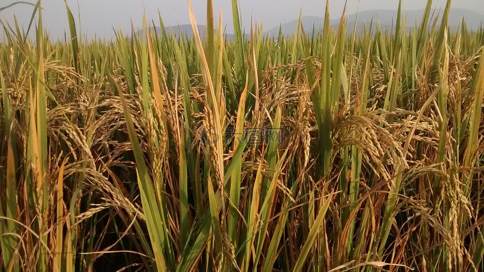 农场,绿色,水稻