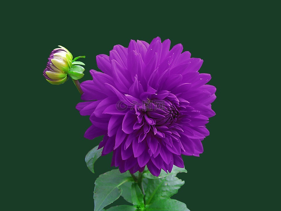 花,紫色,花的